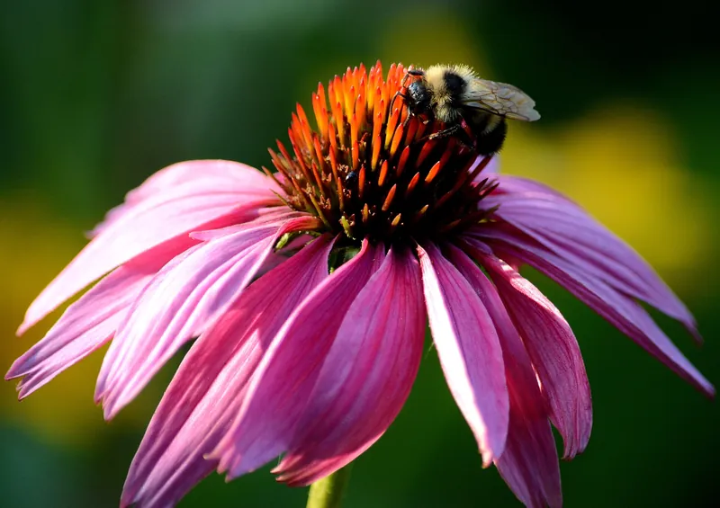 A bumblebee feeding on a purple coneflower in Michigan