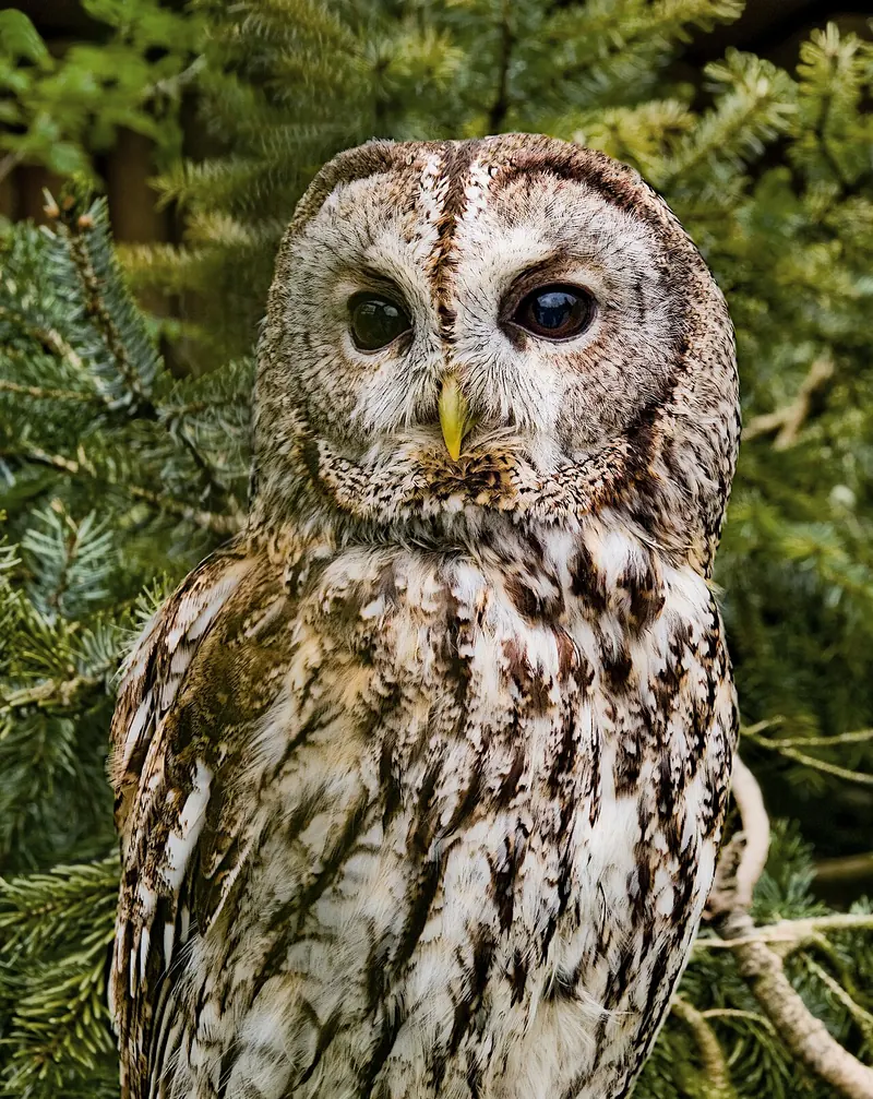 Tawny owl (Strix aluco), a captive bird photographed in Germany
