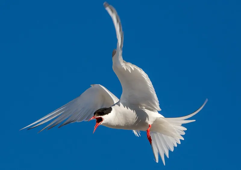 Arctic tern (Sterna paradisaea)