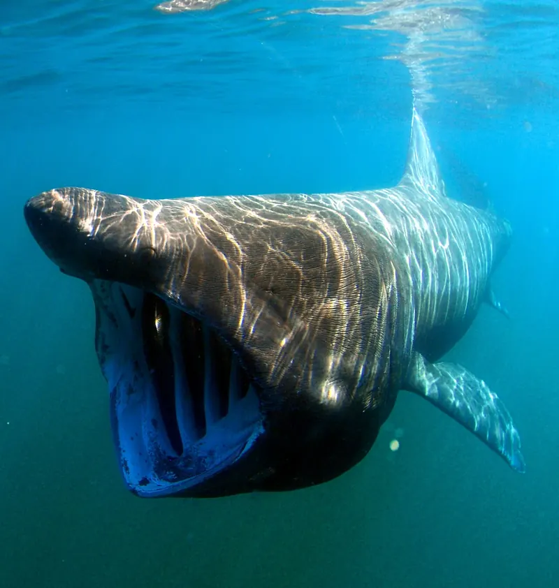 Basking shark (Cetorhinus maximus)