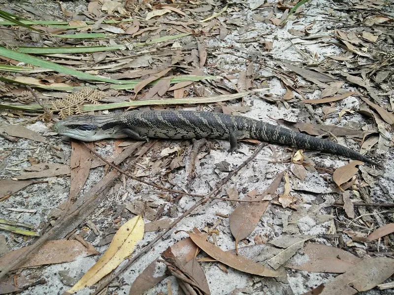 Eastern blue-tongued skink (Tiliqua scincoides scincoides)