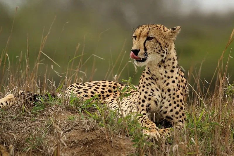 Cheetah (Acinonyx jubatus)