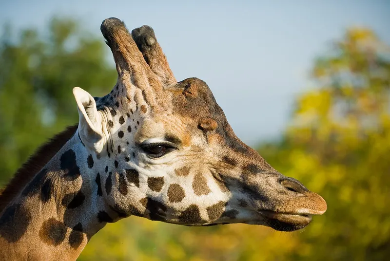 Giraffe (Giraffa camelopardalis)