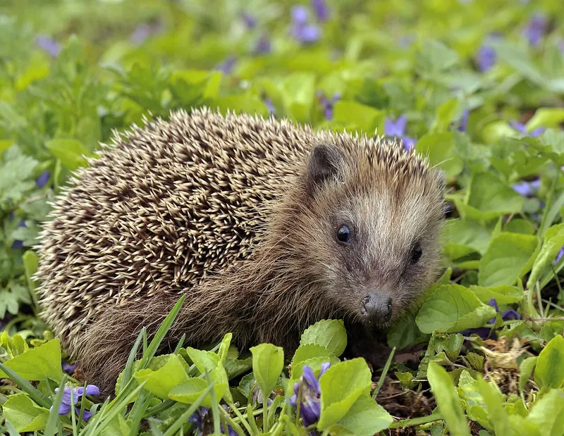 European hedgehog (Erinaceus europaeus)
