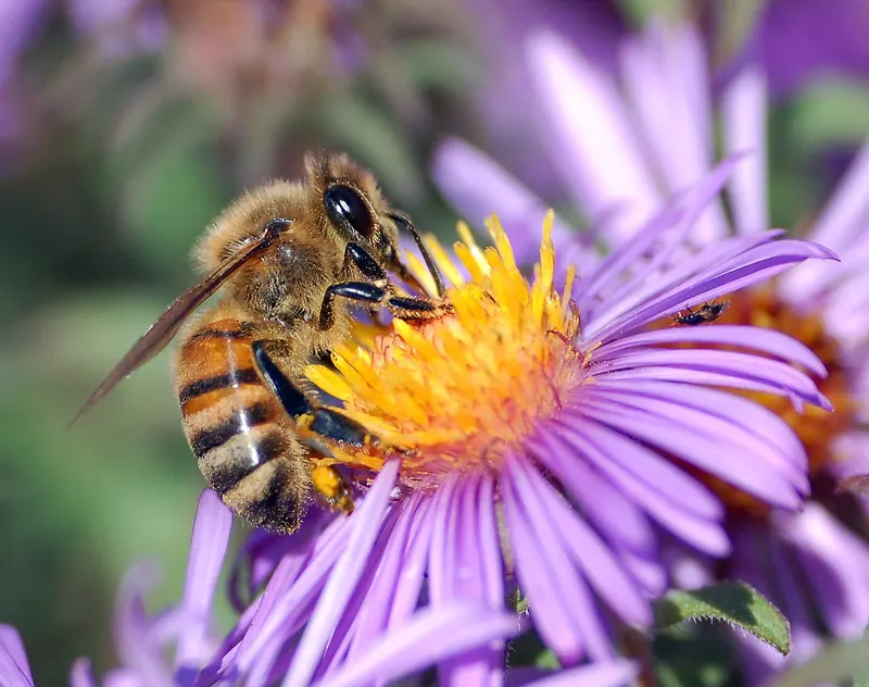 Western honey bee (Apis mellifera)