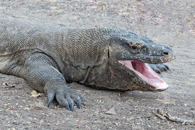 Komodo dragon (Varanus komodoensis)