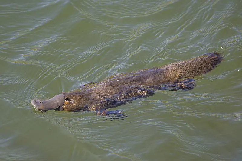 Platypus (Ornithorhynchus anatinus)