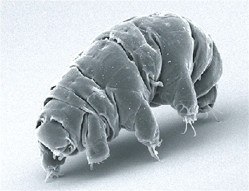Tardigrade (Phylum Tardigrada)