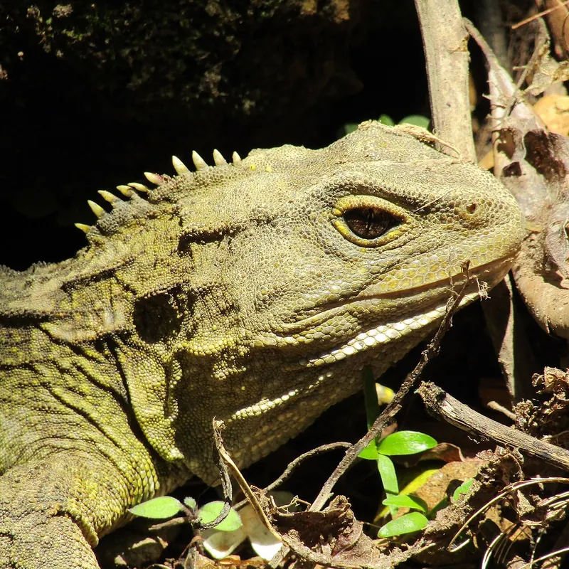 Tuatara (Sphenodon punctatus)