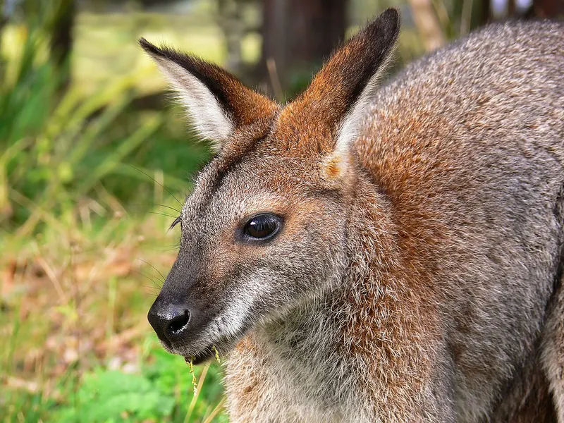 Red-necked wallaby (Notamacropus rufogriseus)